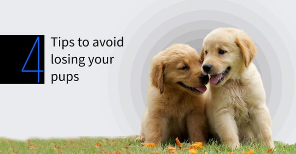 Tips to avoid losing your pups